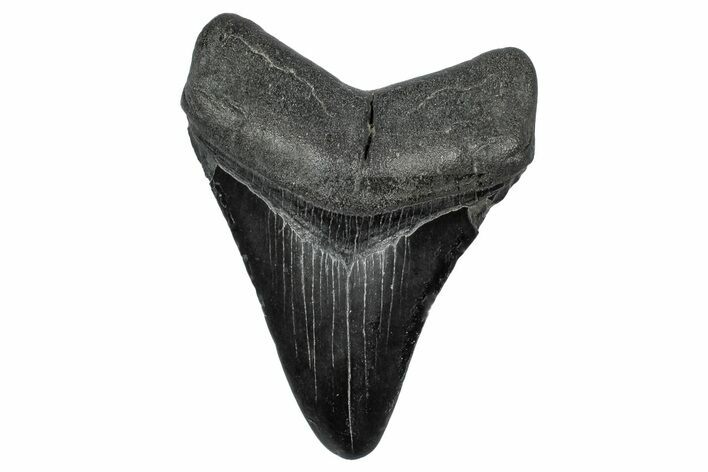 Fossil Megalodon Tooth - South Carolina #341483